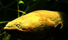 电鳗最新爆料图片高清,揭秘神秘生物的神秘面纱